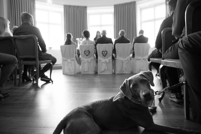 Hochzeitsfotograf Standesamt München Augsburg mit Hund